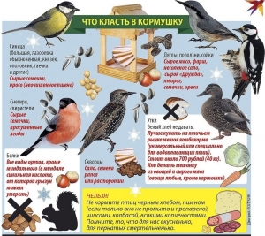 Кормим птиц правильно